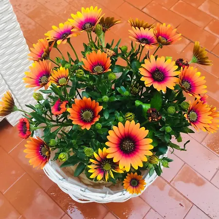 Ca'tronconi Ai Frari * Venedig