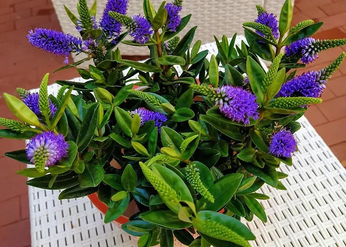 Ca'tronconi Ai Frari *