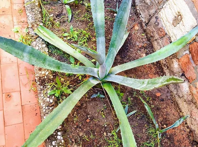 Ca'tronconi Ai Frari 公寓