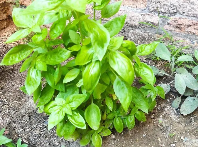 Ca'tronconi Ai Frari דירה