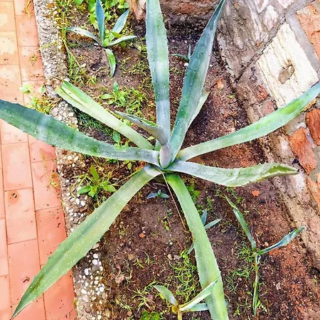 Ca'tronconi Ai Frari Apartmán